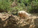 Korsische Wildschweine