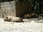 Korsische Wildschweine